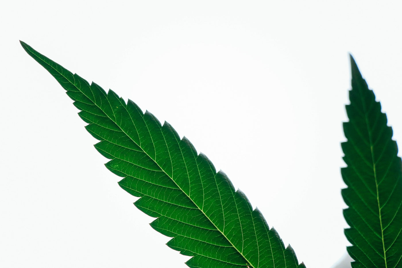 cannabis leaf close up