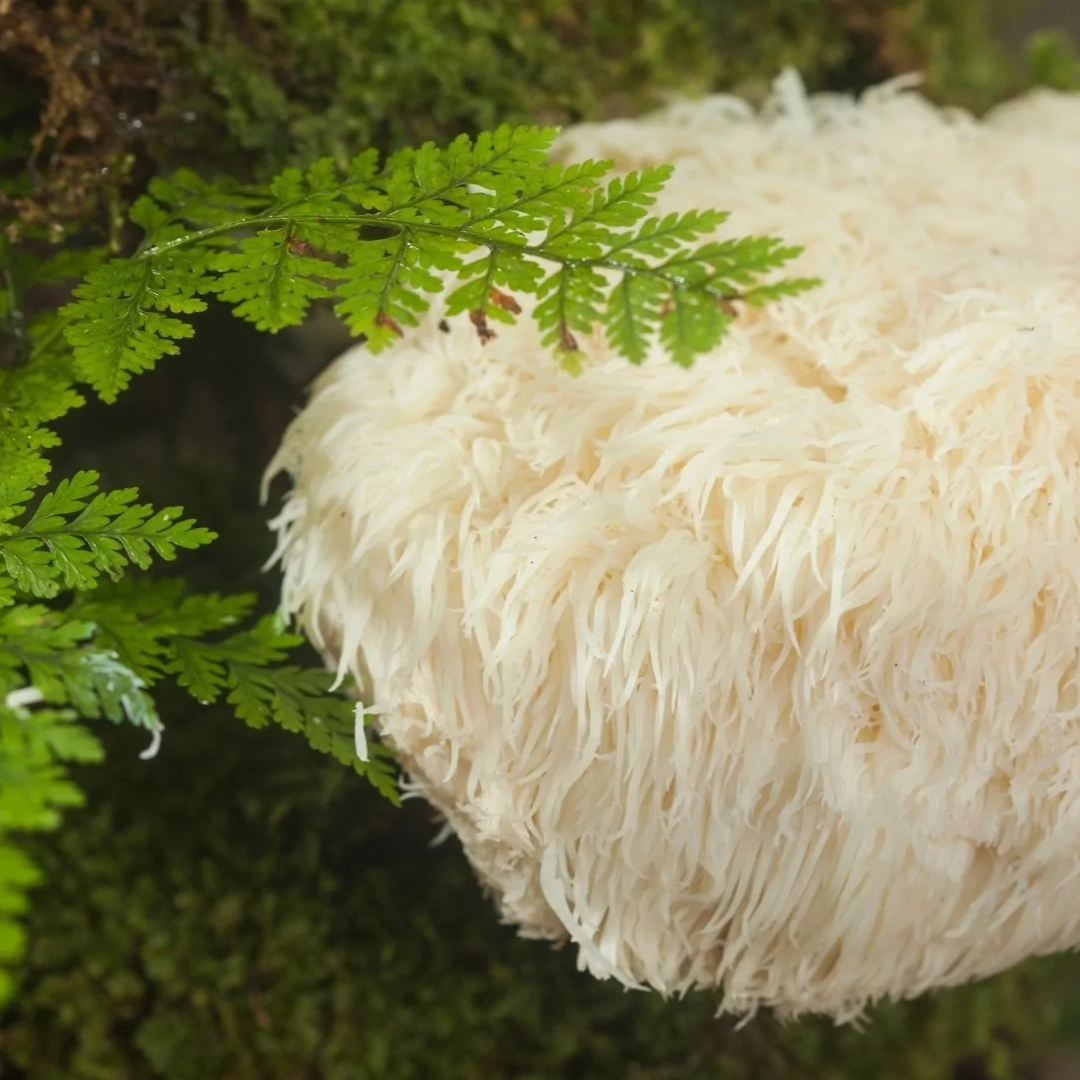 lion's mane mushroom